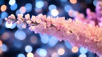 Pink cherry blossom branch against blurred blue and orange bokeh lights background creates dreamy spring atmosphere for romantic seasonal designs.
