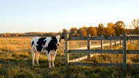 Holstein dairy cow standing by wooden fence in golden autumn pasture at sunset with fall foliage trees in rural countryside farm landscape.