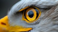Extreme close-up of bald eagle's bright yellow eye and beak against white feathers, showcasing wildlife detail and predator vision.