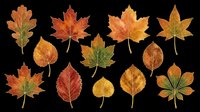 Autumn fall leaves collection isolated on transparent background, ready for t-shirt design, clipart, stickers, sublimation and print-on-demand projects.