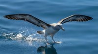 Seagull with outstretched wings landing on blue ocean water surface creating splash. Wildlife bird in natural marine habitat during flight and water contact.