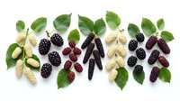 Ripe and unripe blackberries with white mulberries and green leaves arranged on white background, suitable for food and nutrition design projects.