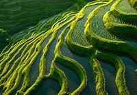 Aerial view of terraced rice paddies with curved green layers creating abstract patterns in morning sunlight, agricultural landscape showing sustainable farming methods.