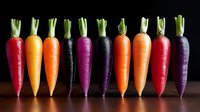 Fresh colorful rainbow carrots in row on dark background, organic heirloom vegetables with green tops showing natural variety in purple, orange, red, yellow.