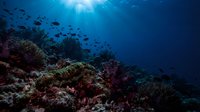 Vibrant coral reef ecosystem with tropical fish swimming above colorful corals in deep blue ocean water with sunlight rays filtering from surface above.