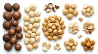 Assorted nuts collection including macadamia, macadamia nuts, hazelnuts, and roasted varieties arranged in groups on white background for culinary and food design projects.