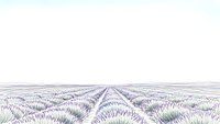 Endless rows of purple lavender plants stretching to horizon in agricultural field with pathways creating geometric patterns for aromatherapy and farming concepts.