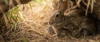 Wild cottontail rabbit sitting in natural woodland habitat with soft sunlight filtering through grass and dried vegetation creating warm golden atmosphere.