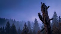 Woodpecker bird perched on dead tree trunk during twilight hour with misty forest landscape and evergreen trees in purple blue evening light.