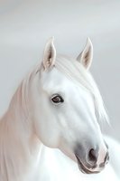 White Arabian horse head portrait against light background, showing gentle expression and distinctive facial features, highlighting pure breed characteristics.