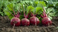 Fresh organic red beets with bright green leaves growing in dark soil. Natural lighting highlights vibrant colors and textures of root vegetables in garden setting.