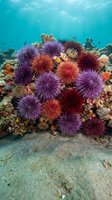 Colorful sea urchins cluster on coral reef underwater with vibrant purple, red and orange spines creating natural marine ecosystem display for diving photography.