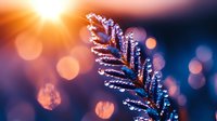 Frozen pine branch with morning frost crystals against blurred bokeh background and warm sunlight, creating magical winter nature macro photography.