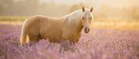 Palomino horse standing in blooming lavender field at golden hour, suitable for equestrian, nature, and wellness design projects.