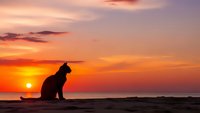 Cat silhouette sitting on beach during golden sunset with orange and pink sky colors reflecting peaceful moment by ocean waves for relaxation themes.