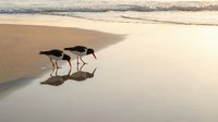 Two shorebirds feeding on wet sand beach with ocean waves and reflections during golden hour sunrise or sunset creating peaceful coastal scene.