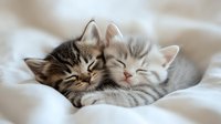 Two adorable tabby kittens sleeping peacefully together on soft white bedding, perfect for pet care and animal welfare campaigns.