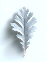 Single white oak leaf on clean background with soft shadow creates minimalist botanical composition for nature-inspired design projects and wall art prints.
