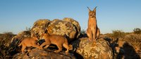 Wild caracal family with cubs resting on rocky outcrop during golden hour sunset in African savanna wilderness habitat for wildlife photography.