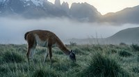 Llama grazing in misty mountain meadow at sunrise with dramatic peaks and fog creating serene Patagonian wilderness landscape for nature and travel content.