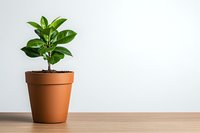 Young green plant growing in terracotta pot on wooden table against white wall, minimalist home decor with copy space for text. Natural indoor gardening concept.
