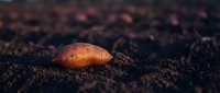 Single potato tuber lying on dark fertile soil in agricultural field during golden hour lighting for farming and harvest concepts.