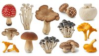 Collection of edible and wild mushroom varieties including chanterelles, shiitake, oyster mushrooms and fly agaric isolated on white background for culinary design.