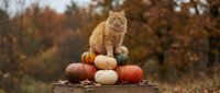 Orange tabby cat sitting on autumn pumpkins and gourds display outdoors with colorful fall foliage background for seasonal harvest decorations.