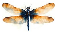 Detailed dragonfly with orange and blue wings spread against white background, showing intricate wing patterns and body structure. Isolated nature illustration.