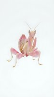 Pink praying mantis with delicate wings and long antennae posed against neutral background, suitable for nature, wildlife, and educational content.