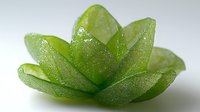 Translucent green lime slices arranged in lotus flower shape on white background, fresh citrus fruit arrangement for food styling and creative culinary presentation.