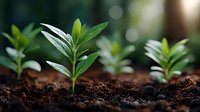 Young green seedlings growing from rich dark soil with soft bokeh background representing new life, growth, and environmental sustainability concepts.
