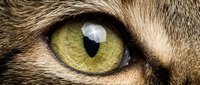 Close-up macro shot of cat eye with golden yellow iris and detailed fur texture. Feline anatomy study for veterinary education and pet care materials.