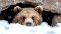 Brown bear peeking out from snowy den during winter hibernation, close up portrait showing curious eyes and nose against white snow and dark cave.