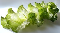Fresh green lettuce leaf with curly edges and translucent texture captured in close-up on white background, showing natural veins and patterns in backlight.