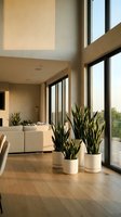 Modern minimalist living room with snake plants in white pots by floor-to-ceiling windows, natural light illuminating contemporary interior design space.
