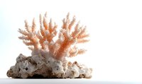 Pink coral branch on white limestone rock formation against bright minimalist background, marine life specimen display for nature and ocean decor.