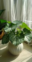 Caladium houseplant with green and white patterned leaves in decorative pot by sunny window with white curtains for indoor gardening and home decor.