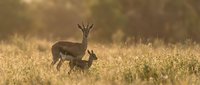 Small antelope grazing in golden grassland during warm sunset light creating peaceful wildlife scene in natural habitat.