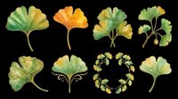 Ginkgo biloba leaves in various stages of seasonal change, isolated on transparent background. Ready for t-shirt design, clipart, stickers, sublimation, and print-on-demand products.