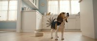 Beagle dog standing in modern kitchen interior with natural sunlight streaming through windows creating warm atmosphere for pet care content.