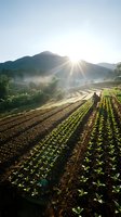 Sunrise over terraced agricultural fields with mountain backdrop and morning mist creating dramatic farming landscape with planted crop rows and natural sunburst rays.