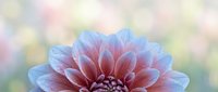 Stunning dahlia flower with pink and blue petals against soft bokeh background for floral design projects and nature photography.