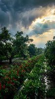 Dramatic storm clouds break apart over lush agricultural landscape with fruit trees and flowering plants, revealing golden sunlight rays through sky. Perfect for farming, agriculture, weather, and nature themes.
