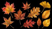 Autumn leaves collection featuring maple, oak, and ginkgo foliage in red, orange, and golden yellow tones. Isolated on transparent background, ready for t-shirt designs, clipart, stickers, and print-on-demand projects.