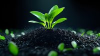 Young green plant growing from fertile soil on dark background with water drops and bokeh effect, representing growth, new beginnings and sustainability.