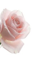 Delicate pink rose bloom with water droplets on petals, isolated on white background. Perfect for floral designs, greeting cards, and wedding projects.