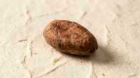 Isolated brown seed or nut on textured beige surface, suitable for botanical, educational, and design projects including packaging and web graphics.