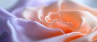 Delicate peach rose petals in soft focus macro photography showing gentle curves and layers with dreamy purple tones in background creating romantic atmosphere.