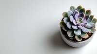 Purple and green succulent plant in round concrete pot against minimalist white background. Perfect for home decor, wellness, or botanical themes.